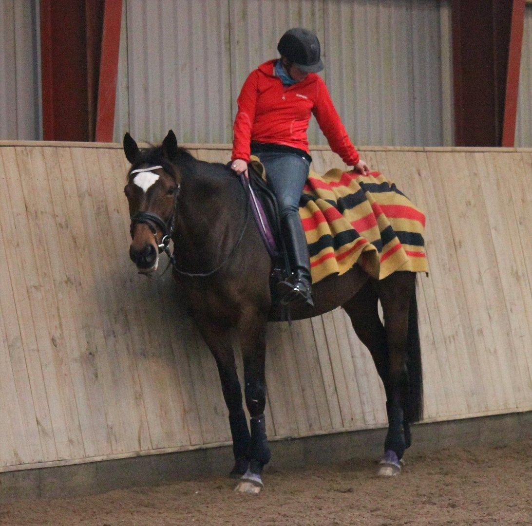 Trakehner Italia  billede 14