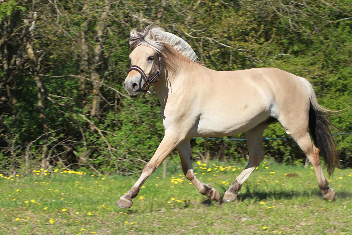 Fjordhest Ingunn Granlygaard - Ingunn d. 01.05.2011 billede 8