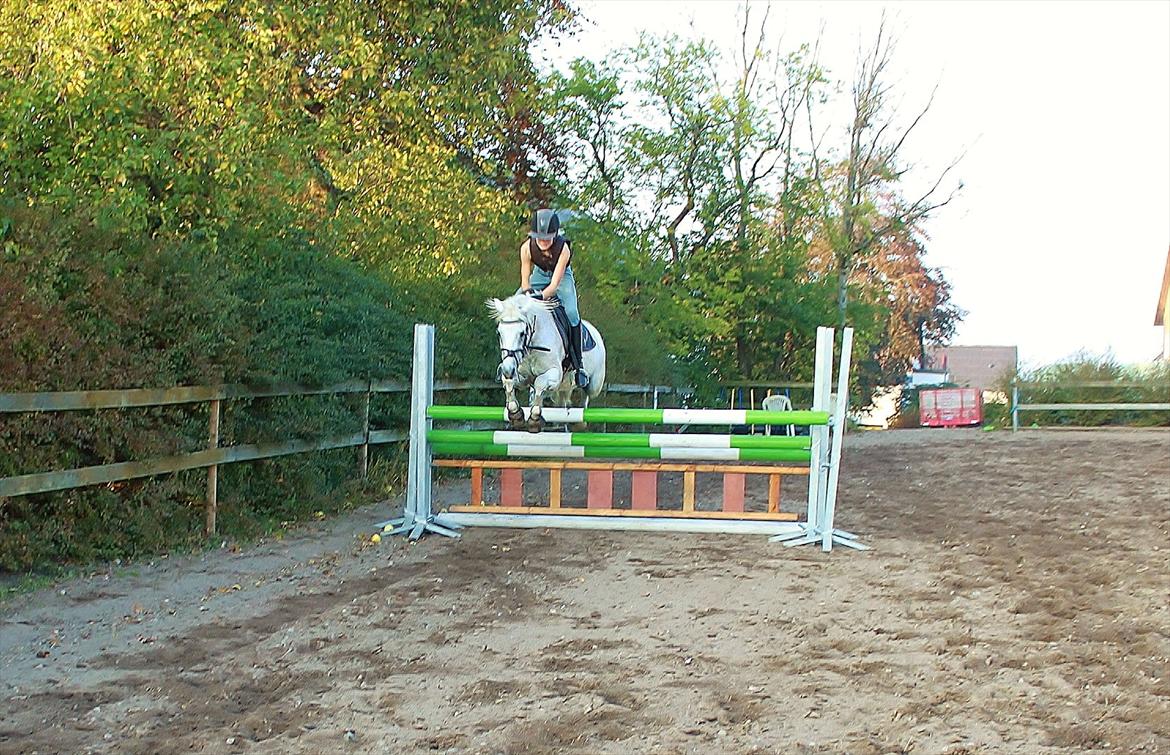 Welsh Pony (sec B) Shadow - Triplebar med Shadow, 100 cm billede 10