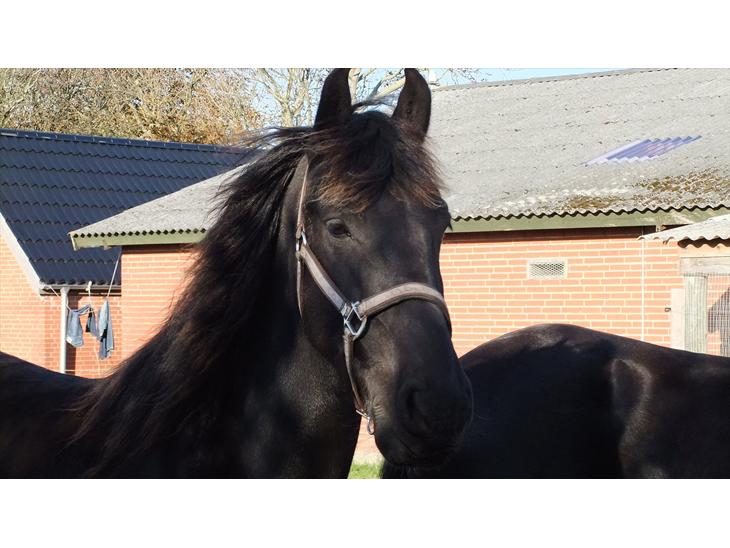 {{currentPhoto.altText}} billede {{currentPhoto.number}}