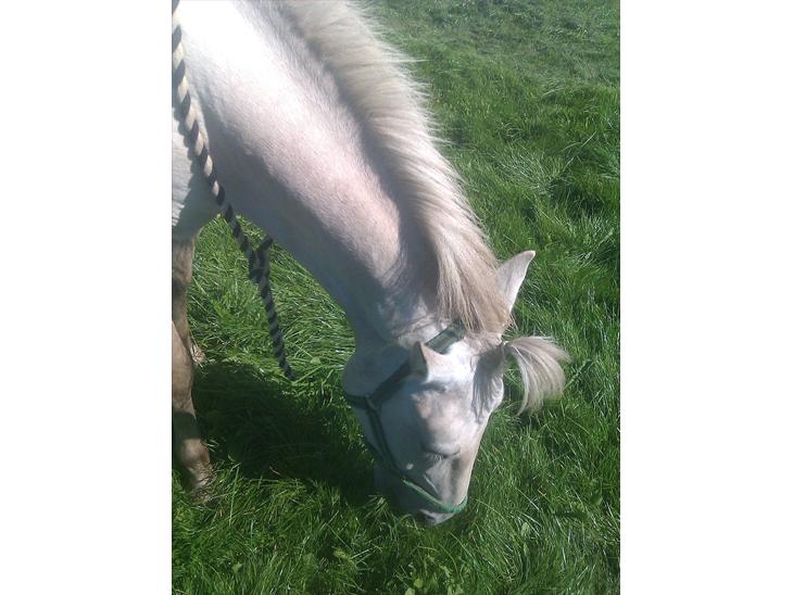 {{currentPhoto.altText}} billede {{currentPhoto.number}}