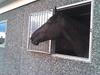 Hannoveraner Dream-Star [Tidl. hest]