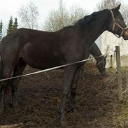 Dansk Varmblod Teglvangs Corwina Jong