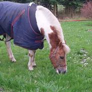 Anden særlig race prins (lukas) solgt :'(