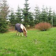 Anden særlig race prins (lukas) solgt :'(