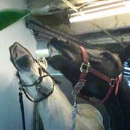 Anden særlig race Miss Beauti  * SOLGT *