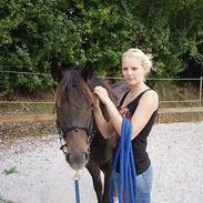 Knabstrupper Flying Superstar