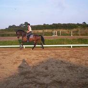 Anden særlig race Bolette <3 SOLGT