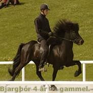 Islænder BjargÞór frà Blesastöðum