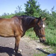 Dansk Varmblod Razellie B *SOLGT*