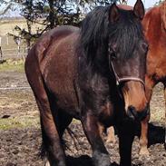 Dansk Varmblod Chestnut