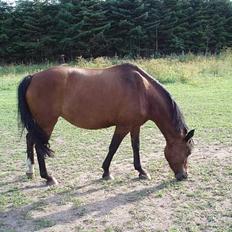 Anden særlig race Caspara´s Radja - himmelhest