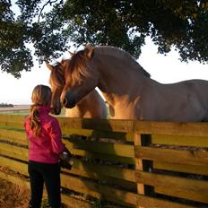 Fjordhest Cæsar Kaptain