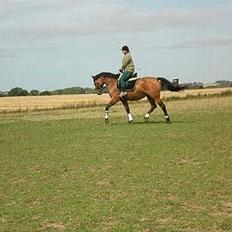 Dansk Varmblod Hindevadgård Madame 