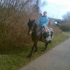 Anden særlig race DIBA