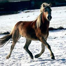 Tyroler Haflinger Gailey Elghusets - SOLGT