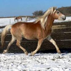 Tyroler Haflinger Gailey Elghusets - SOLGT