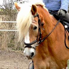 Tyroler Haflinger Elghusets Kora - SOLGT
