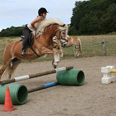 Tyroler Haflinger Elghusets Kora - SOLGT