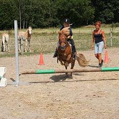Shetlænder Lorri - udlånt