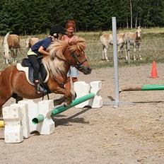 Shetlænder Lorri - udlånt