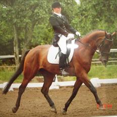 Tysk Oldenburger Don Armani