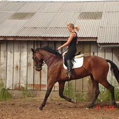 Tysk Oldenburger Don Armani