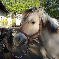 Fjordhest Claus (Part)