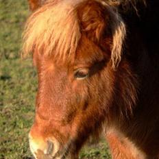 Shetlænder Lonnie - SOLGT
