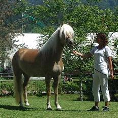 Tyroler Haflinger Holly Elghuset