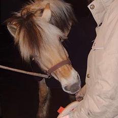 Fjordhest Claus (Part)