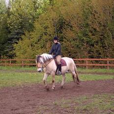 Fjordhest Claus (Part)