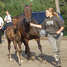 Trakehner Indian Sunset *SOLGT*