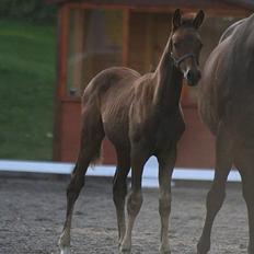 Trakehner Indian Sunset *SOLGT*