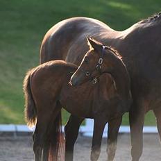 Trakehner Indian Sunset *SOLGT*