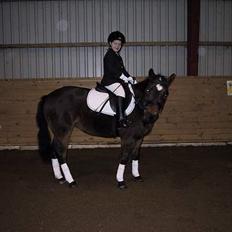 New Forest Tina Turner (SOLGT) :.C