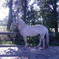 Fjordhest Nr. dam's Magic Survivor