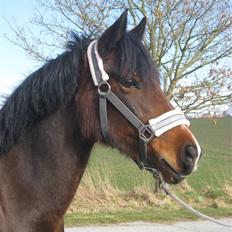 Anden særlig race Flying Fie (gl. Part)