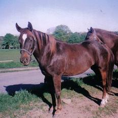 New Forest Langmarksgård Hippodermea (himmelhest)