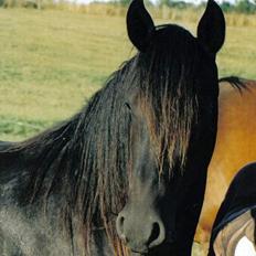 Anden særlig race Goliath