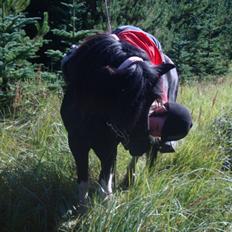 Islænder Klár fra Krossi