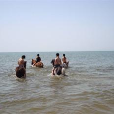 Islænder Klár fra Krossi