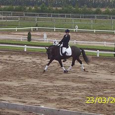 New Forest Kikkenberg's Rikki *SOLGT