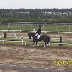 New Forest Kikkenberg's Rikki *SOLGT