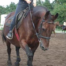 Anden særlig race Pernille(RIP)