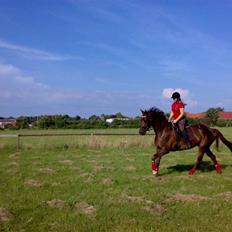 Dansk Varmblod **Tornhøjs Diona**