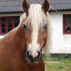 Tyroler Haflinger Greka - DØD