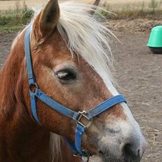 Tyroler Haflinger Greka - DØD