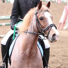 Anden særlig race Mario