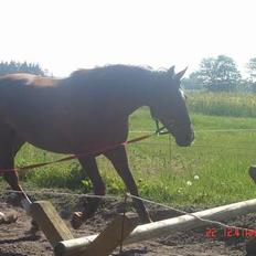 Anden særlig race Velour 